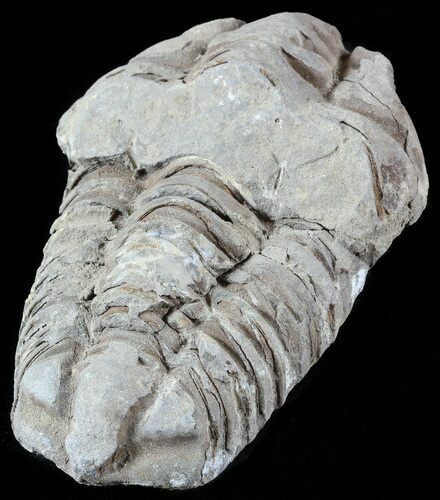 Calymene Trilobite From Morocco #49650